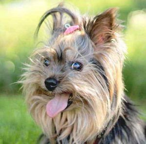 Самая маленькая и пушистая собака Йоркширский терьер: плюсы и минусы породы
