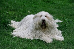 Пули: венгерская квадратная собака с забавными дредами