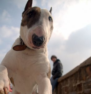 Решительная и веселая собака Бультерьер: описание, чем опасна порода?