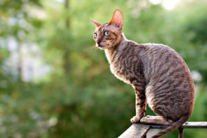 Кудрявый корниш рекс: характеристика внешнего вида и повадков кота