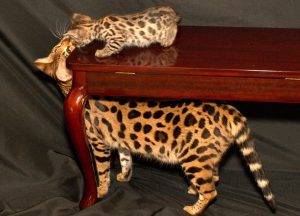 Порода саванна: стоимость гигантской кошки, ее нрав