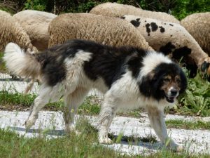 Боснийская овчарка торньяк: характеристика и особенности породы