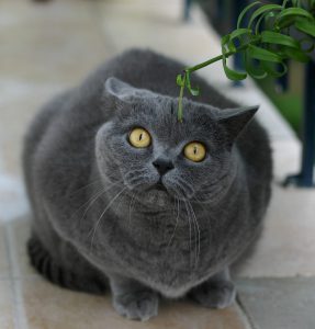 Все о выращивании самых милых кошек Британские короткошерстные: описание породы, отзывы хозяев