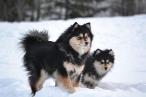 Северная порода финский лаппхунд: содержание рабочей и задорной собаки