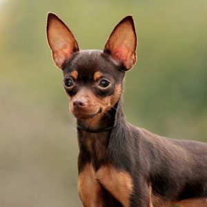 Элегантная и своевольная собачка Той терьер: характеристика породы и вес щенка