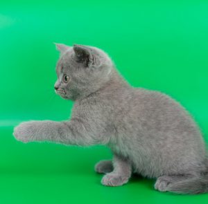 Британские кошки прямоухие характеристика породы thumbnail