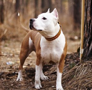 Невероятно сильная и ласковая порода собак Стаффордширский Терьер: характер и воспитание