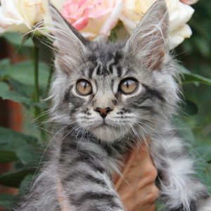 Как интересно назвать кошку породы Мейн Кунов: клички для мальчиков и девочек