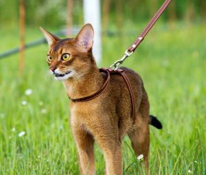 Знакомимся с оригинальной кошкой Абиссинской породы: характер и отзывы владельцев о содержании