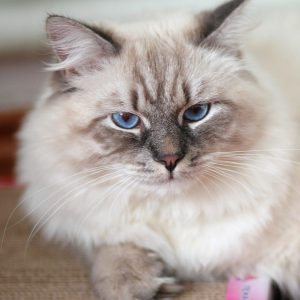 Приспособленные к любым условиям кошки Сибирский колор пойнт: описание и история породы