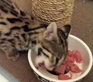 Секреты правильного питания Бенгальских кошек и котят: чем кормить полезно и что категорически запрещено?