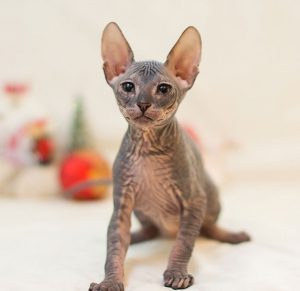 Уникальная и очень редкая порода кошек Велюровый Сфинкс: описание и характер
