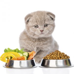 Мнение экспертных фелинологов чем кормить Британскую кошку и котят в домашних условиях?