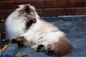 Гималайская кошка: рекомендации по уходу за длинношерстными представителями породы