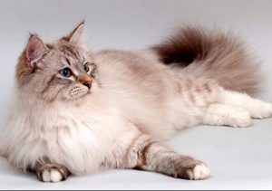 Коты породы невская маскарадная: отличительные черты характера