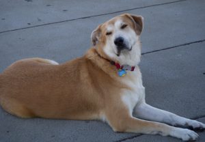 Знакомимся с собакой крупного размера чинук: редкая порода из США