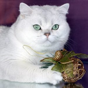Секрет природного очарования породы кошек Шотландская шиншилла: полное описание питомцев