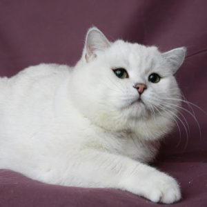 Секрет природного очарования породы кошек Шотландская шиншилла: полное описание питомцев