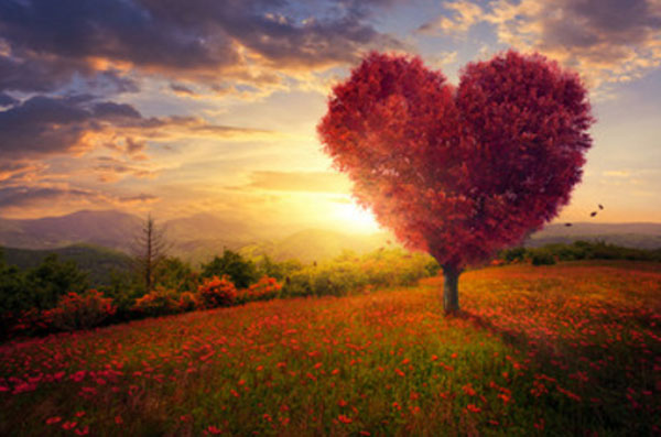 Красивая поляна, закат, дерево с кроной в форме сердца