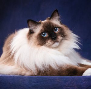 Очаровательная порода кошек Сиамская пушистая: описание характера, отзывы и цена