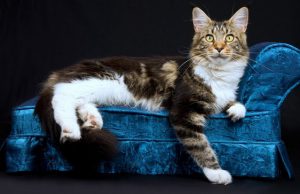 Загадочные домашние рыси мейн кун: особенности породы, характер кошек, советы по уходу
