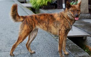 Тигровая азиатская каи: собака на все случаи жизни