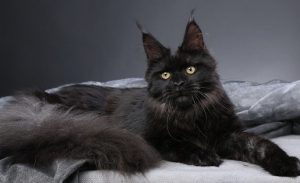 Продолжительность жизни кошки породы мейн кун, описание внешности и повадок