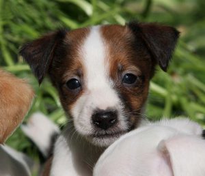 Одна из лучших собак-компаньонов Джек Рассел терьер: характеристика и отзывы