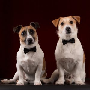 Сравнение двух лучших собак-компаньонов Парсон Рассел терьер и Джек Рассел терьер: отличия пород