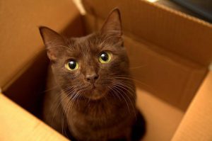 Зеленоглазая кошка гавана: особенности характера огненной красавицы