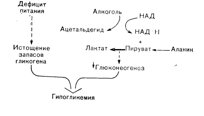 Схема образования гипогликемии 