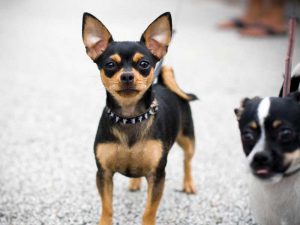 Все о породе маленьких собачек чихуахуа: достоинства и недостатки
