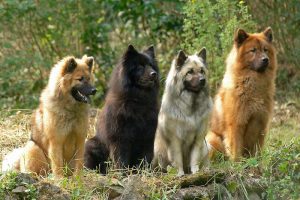 Собака немецкой породы евразиер: отличная нянька и настоящий друг