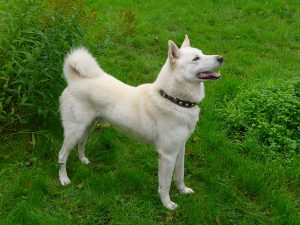 Собака западно-европейская лайка: идеальный и выносливый охотник