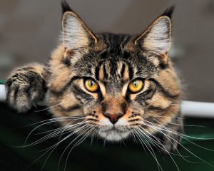 Загадочные домашние рыси мейн кун: особенности породы, характер кошек, советы по уходу