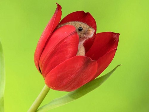 мышка в тюльпане