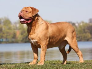 Японская бойцовская порода тоса ину: собака с агрессивным характером