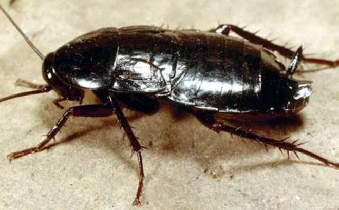 черный таракан внешний вид