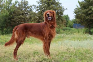 Три разновидности собак породы сеттер: особенности и отличия