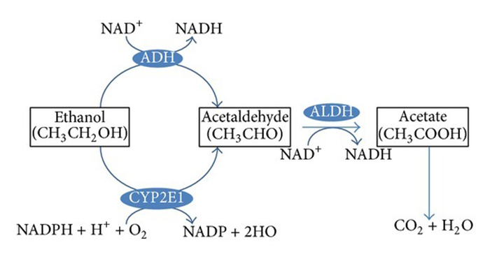 Схематический процесс метаболизма этанола
