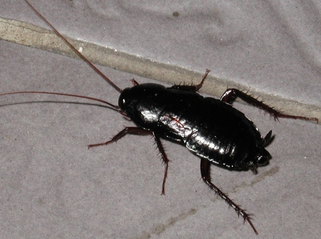 внешний вид черного таракана