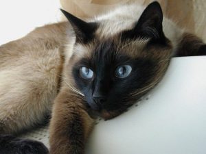Характер тайской кошки, особенности породы, разновидности окрасов