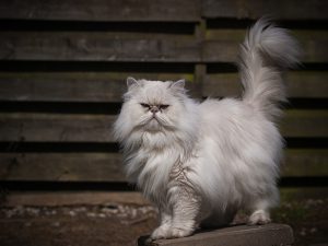 Рекомендации по уходу за персидской кошкой, стоимость котенка