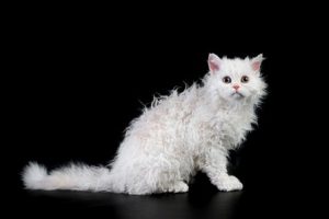 Лаперм: история происхождения кота с кучерявой шерстью