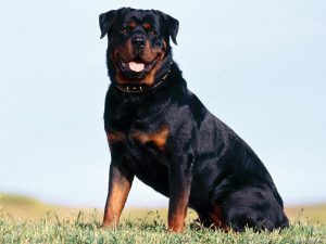 Собака ротвейлер: как содержать питомца крупного размера