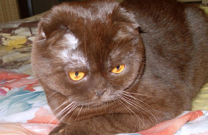 Шотландская вислоухая кошка шоколадного окраса фото