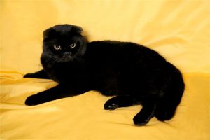 Рекомендации по уходу за черным вислоухим британским котом, история происхождения