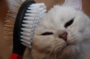 Сибирская кошка: какой характер и поведение ожидать от питомца?