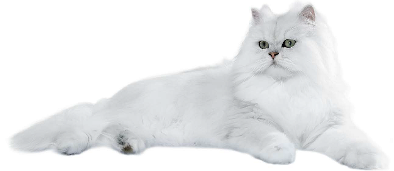 Упрямые и добродушные иследователи Персидские кошки: сколько живут в домашних условиях?