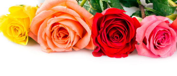 что означает цвет роз при дарении женщине
